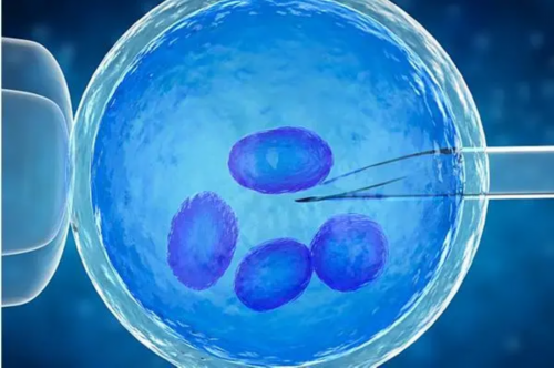 胎停育一代试管助孕：解决胚胎停育的有效途径
