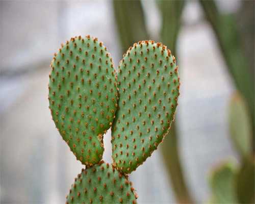 卵巢功能不佳能否通过试管技术实现生育梦想