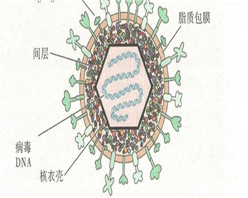 海南代生试管婴儿移植费用及成功率解析