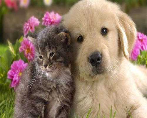 血糖标准值范围解析：餐前餐后参考结果差异大