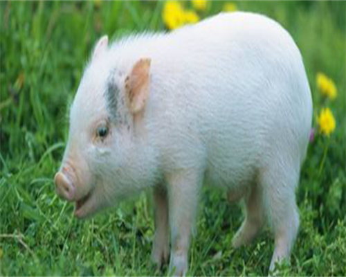 试管移植后保胎费用详解：从手术到营养全面解析